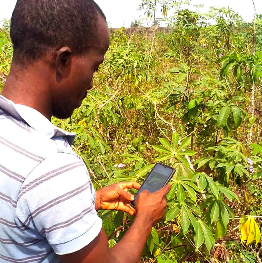 cassava farmer in farm