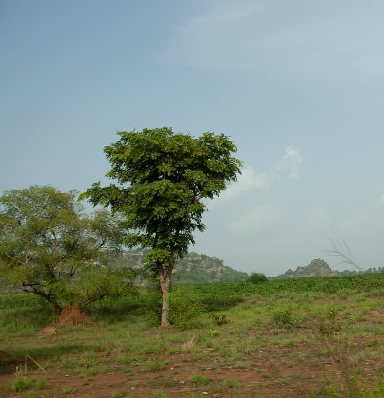 cassava farmer in farm